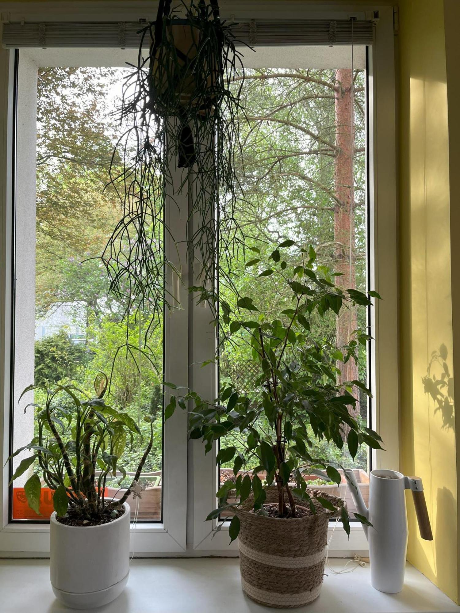 Greenthumb Praska 克拉科夫 外观 照片