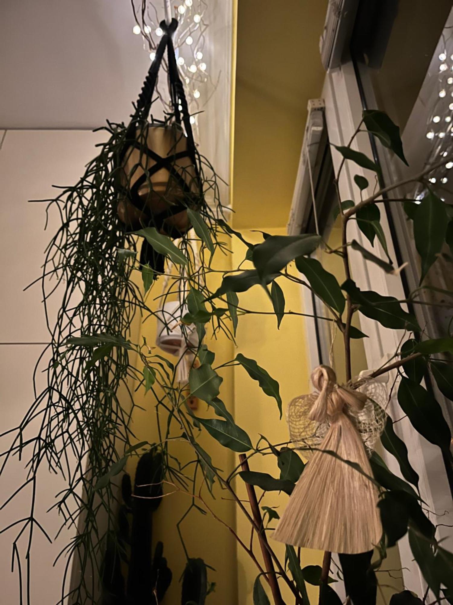 Greenthumb Praska 克拉科夫 外观 照片